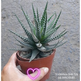 (VHST - GIAO TP.HCM 1-5H) Cây MÓNG RỒNG.