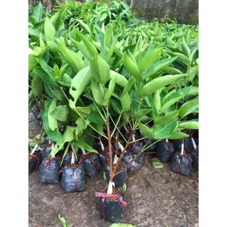 cây giống roi mận đỏ an phước(mua 10 tặng 1)