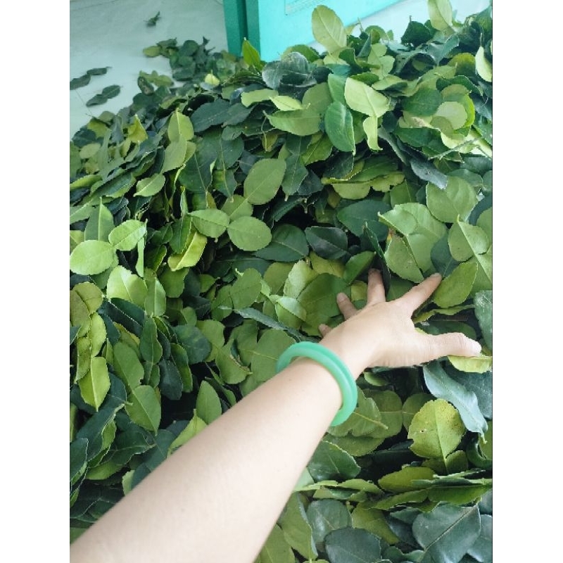 Lá chanh thái. Lá chúc. hàng tươi 100%. Chanh chúc. Lá chanh số 8.