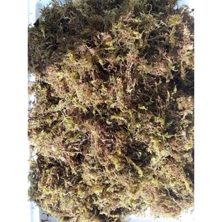 500g Rêu rừng trồng lan đã qua xử lý