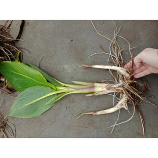 củ chuối hoa màu cam ( dong giềng cảnh)