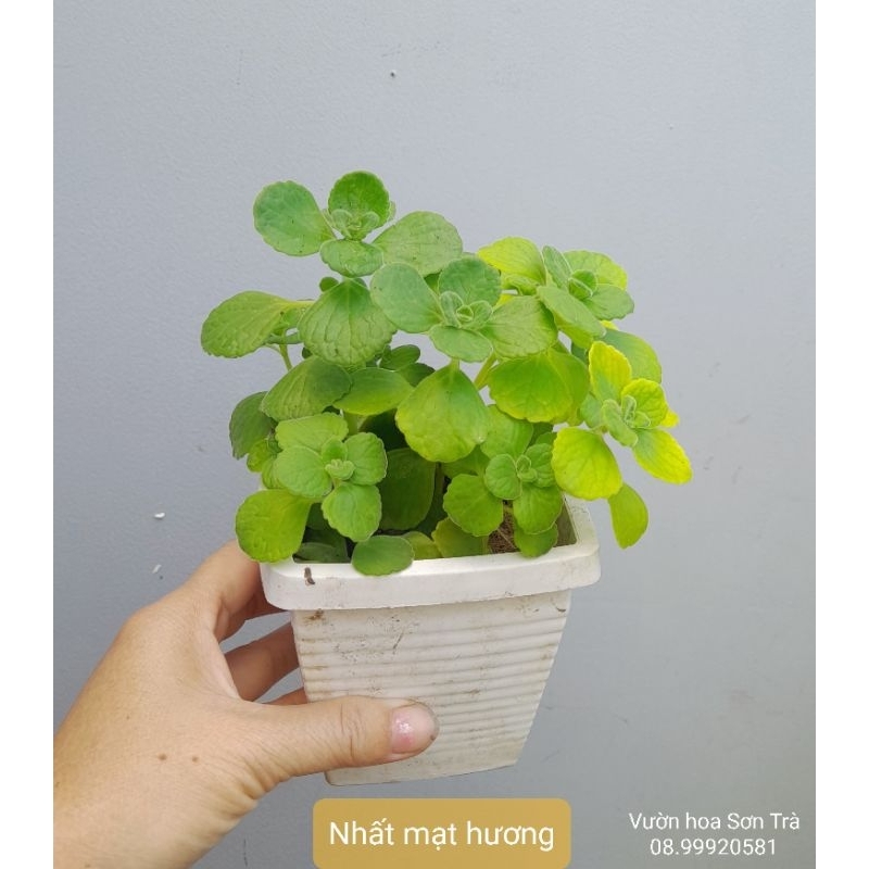 NHẤT MẠT HƯƠNG, TÓC XÙ, ĐÔ LA... chậu treo mini.