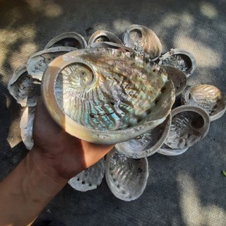Chén Đựng Thức Ăn,Nước Uống Bò Sát