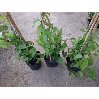 Cây Hoa Tigon