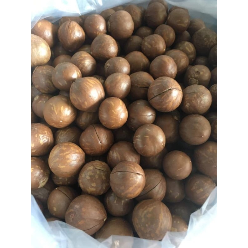 hạt macca sấy hộp 500g