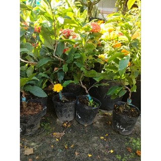 Mai cúc tứ long (cao 30 - 50cm)