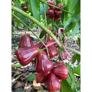 cây giống roi mận đỏ an phước(mua 10 tặng 1)