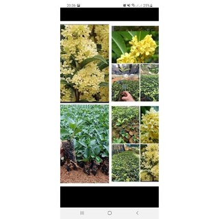 combo 5 caygiong Mộc hương  hoa thơm nức