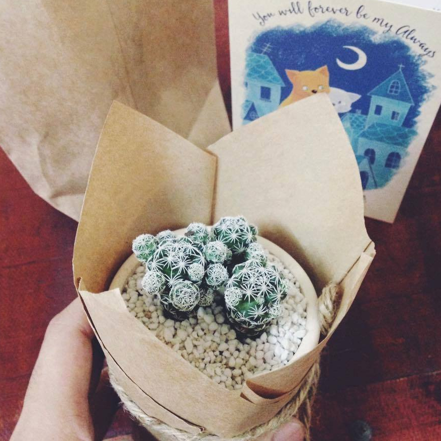 Xương rồng Trứng Chim  - Size Bầu_GreenLife