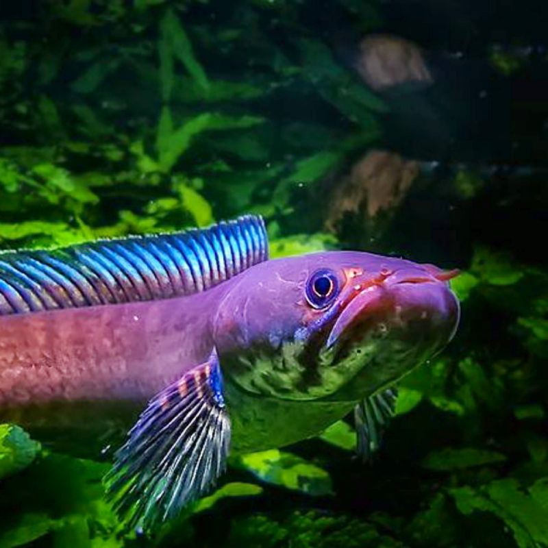 cá lóc vây xanh Ninh Bình cá lóc cảnh có đủ Size (tặng kèm lá bàng bỏ bể)