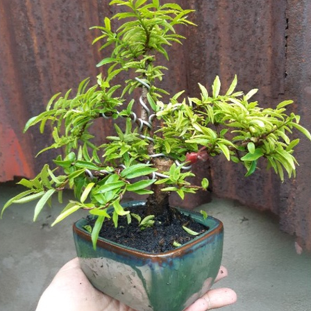 Mai chiếu thủy bonsai mini TẶNG CHẬU