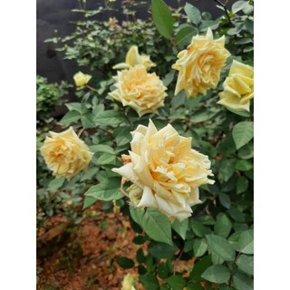 Hồng cổ Hoàng Vân khôi