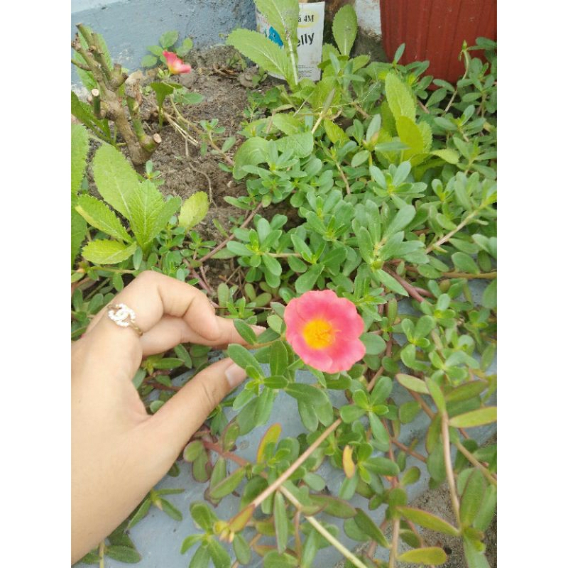 10 nhánh tươi hoa mười giờ