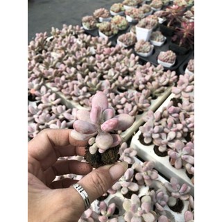 Sen đá Sỏi Hồng Mini