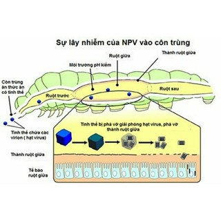 Chế phẩm Bio-B phòng trừ côn trùng và sùng đất rệp sáp
