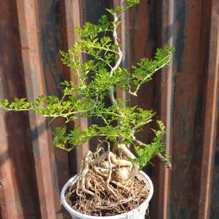Cần thăng bonsai rể quái