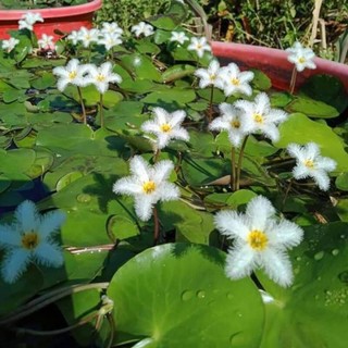 5 cây hoa thủy nữ hay nhất diệp liên