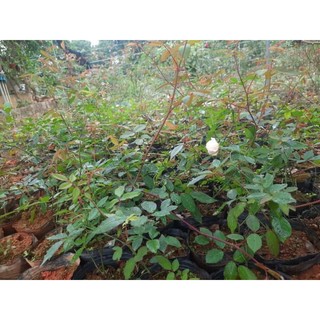 hồng cổ Hoàng Vân khôi