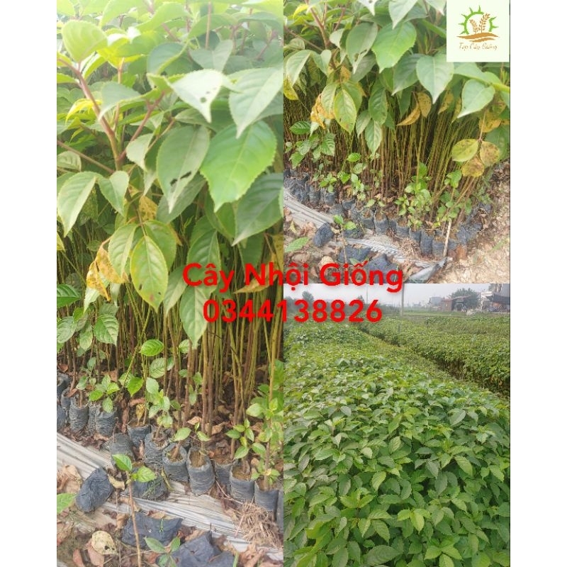 Cây Nhội giống (mua 10 tặng 1)