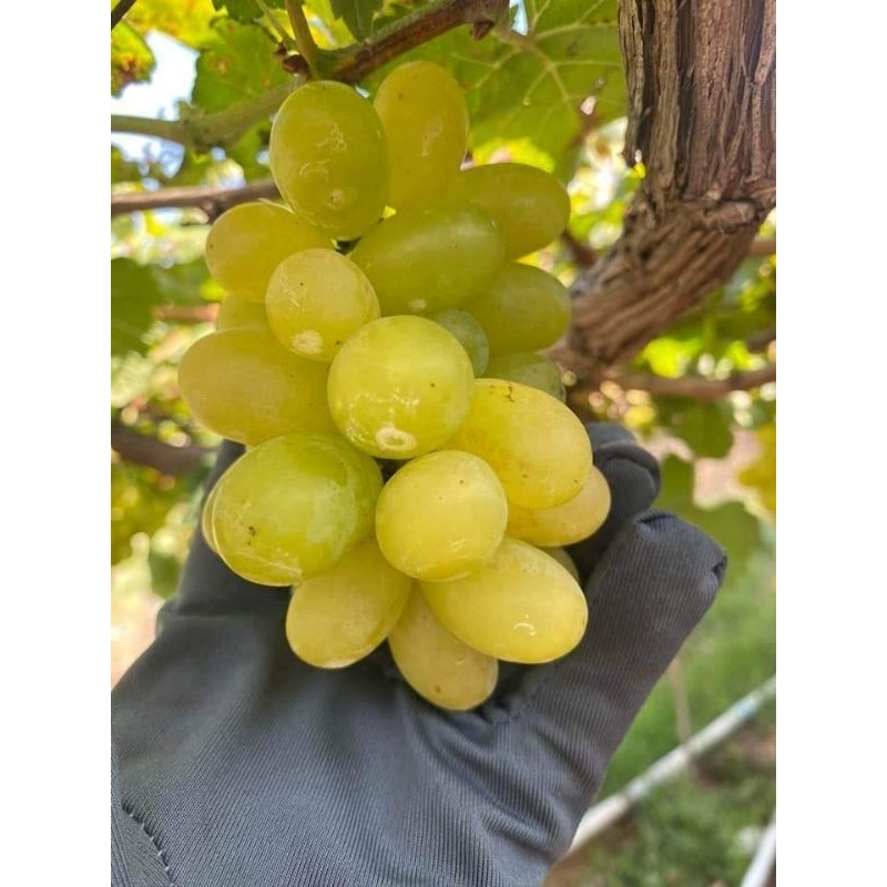 Nho xanh Ninh Thuận