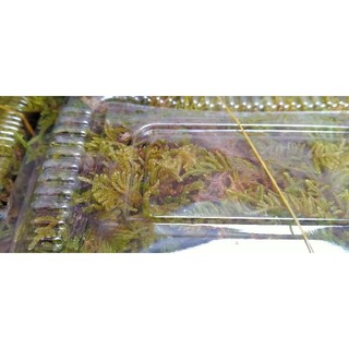 rêu wepping việt