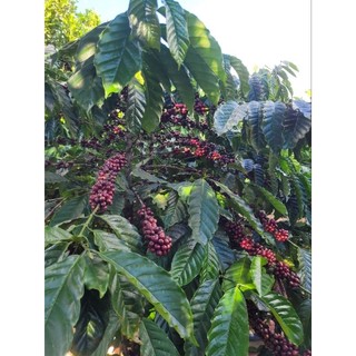 Caffe Nguyên chất 100% 500Gr-1KG