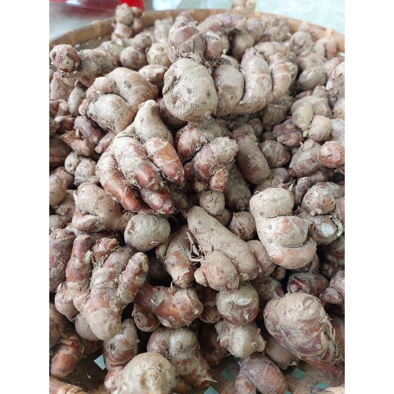Củ thiền liền/sa cương/sá kiến t.ươi 1kg