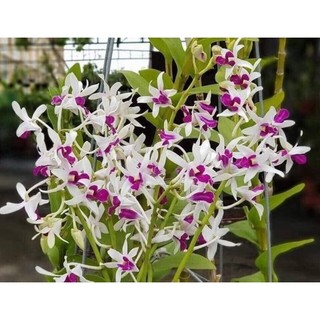 Hoa lan denro nắng Robert trưởng thành, chậu nhiều thân, sắp trổ ngồng hoa