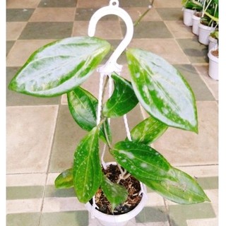 cây lan cẩm cù