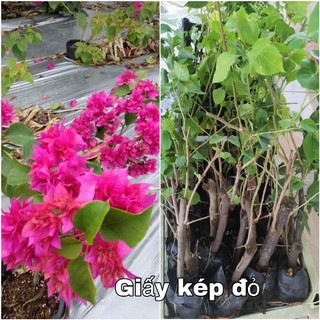 Cây giống hoa giấy đỏ chùm hoa kép , cây bầu rễ nhiều .