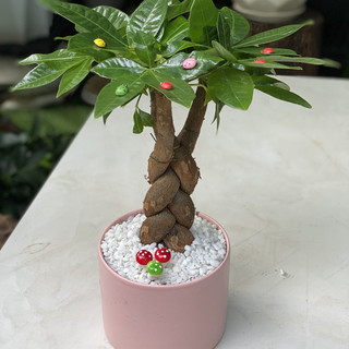 Kim ngân thắt bím lớn MIX CHẬU