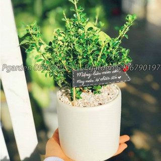 Bạch tuyết mai bonsai đẹp MIX CHẬU