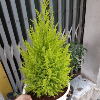 Cây tùng thơm cao trên 40cm