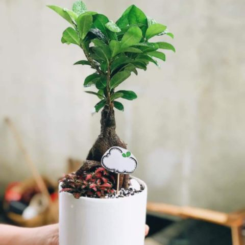 Củ si Nhật để bàn
