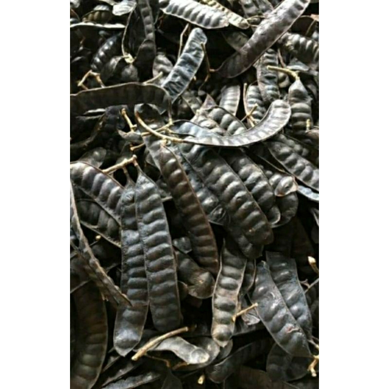 Cây bồ kết giống