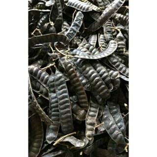 Cây bồ kết giống