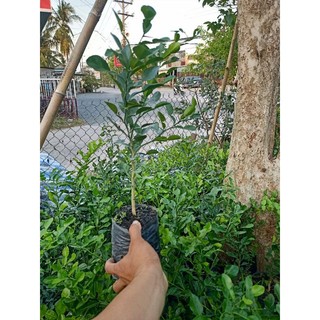 Combo 1 cây chúc lỡ có nhánh, 2 cây hồng quân, 2cây siro giống