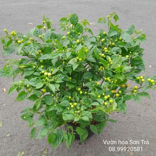 Ớt peru aji charapita trắng đang hoa trái.