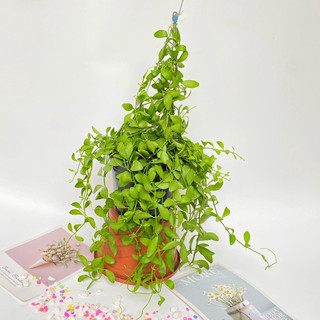 Cây lan hạt dưa - Cây dollar giỏ treo chiều cây cao 25cm, thân leo rất nhanh,chậu cây trang trí treo ban công