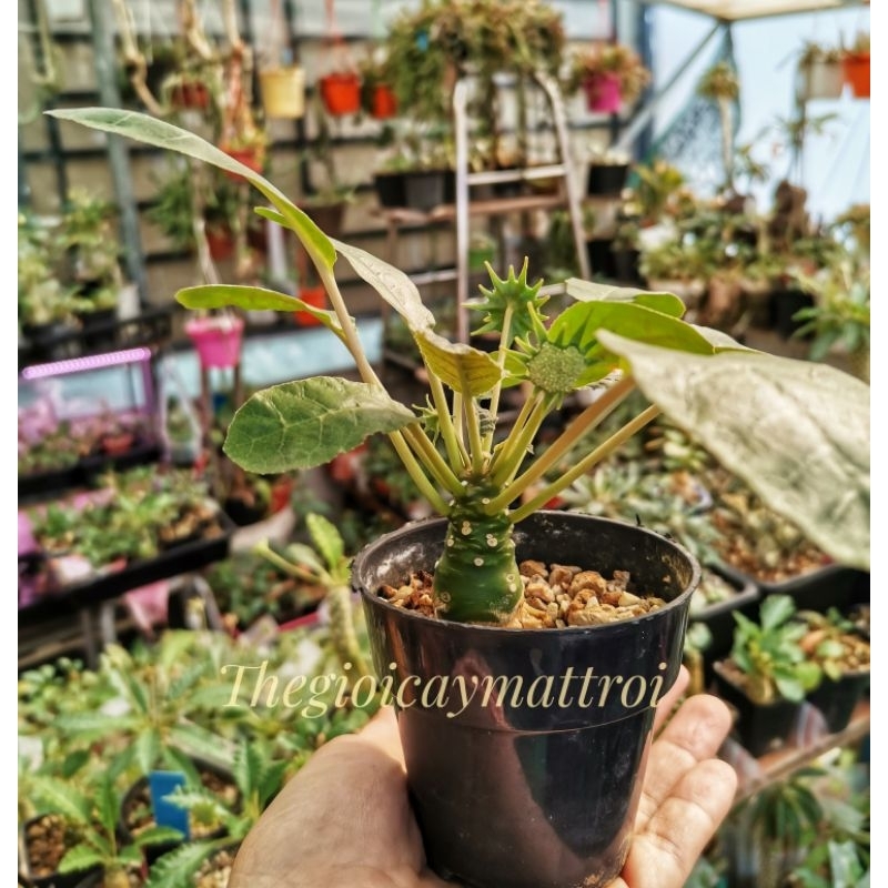 Mặt trời lá tròn dễ thương