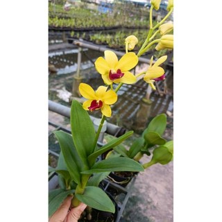 Hoa lan denro Thiên lan cây trưởng thành sắp hoa