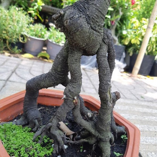Chậu Phôi khế quái BONSAI