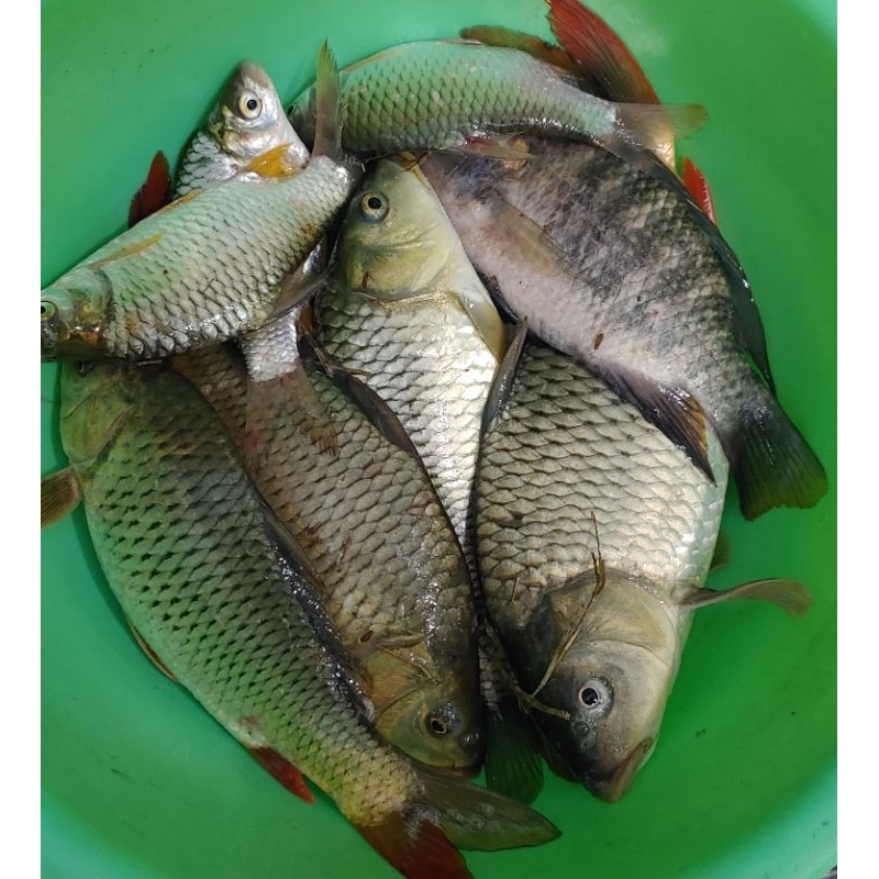 Lưỡi Lăng Xê Độ Hạt Bolie, Lancer Độ Hạt Bolie, Boli.