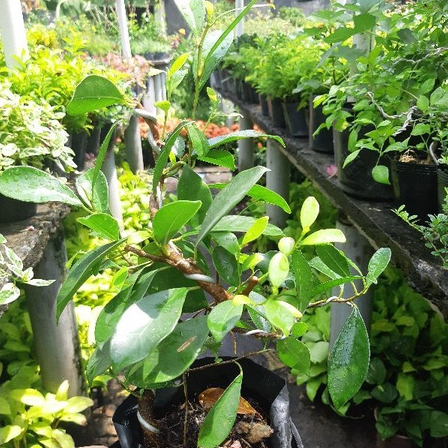 Cây si Nhật bonsai