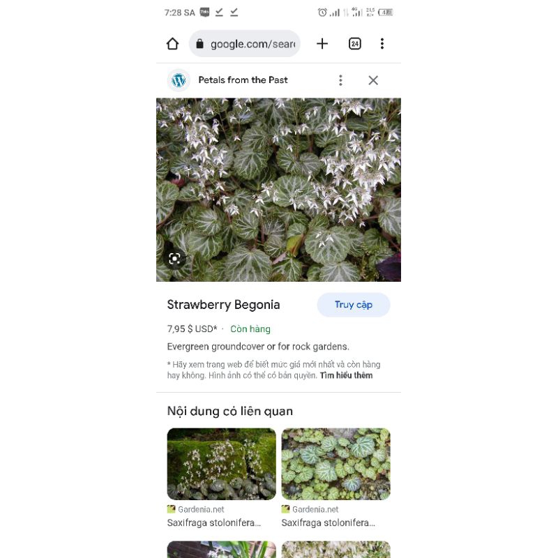 Cây Tai hùm, Saxifraga stolonifera, Strawberry Begonia,chuông san hô Việt thích hợp bán cạn, tiểu cảnh