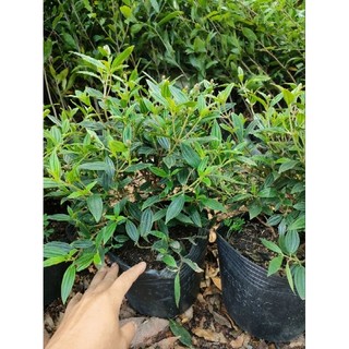 Chậu hoa sim tím ( hoa mua thái)