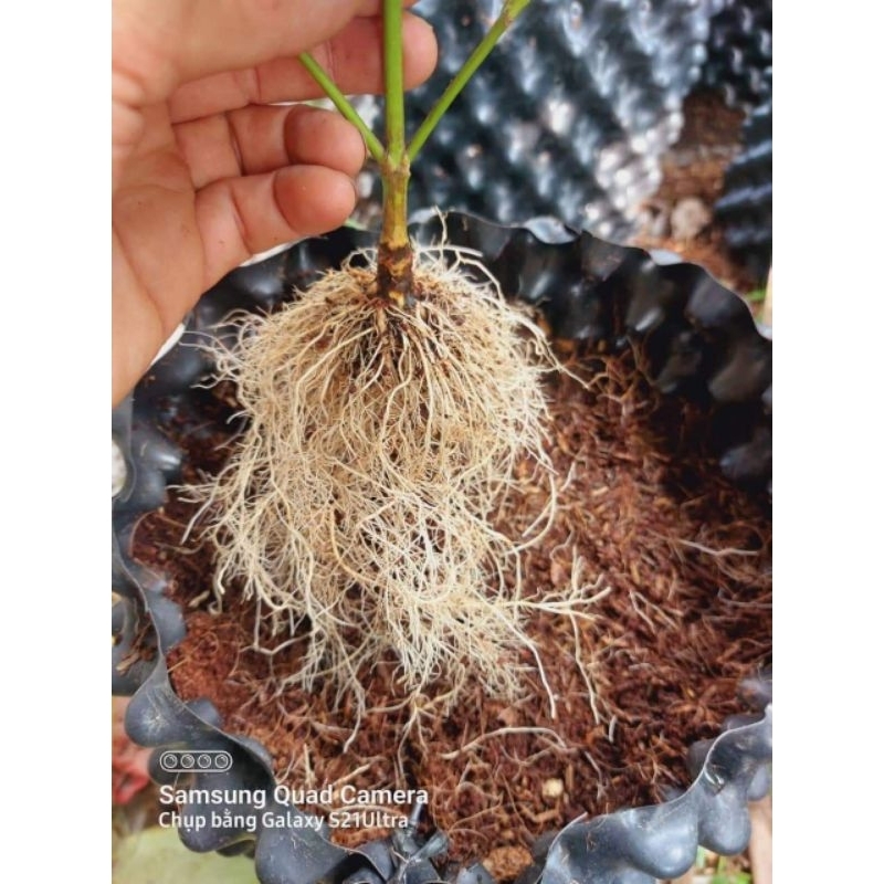 Siêu kích rễ - kích rễ dạng bột 30gam