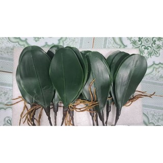 Cụm lá lan hồ điệp đất sét