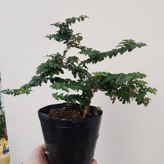 Kim quýt Thái bonsai để bàn