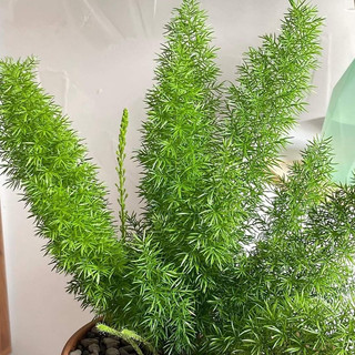 Cây đuôi chồn MIX CHẬU để bàn